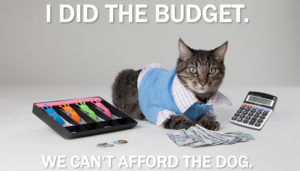 Cat doing the budget